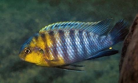 Tropheops sp. 'yellow gular' Chimwalani Reef